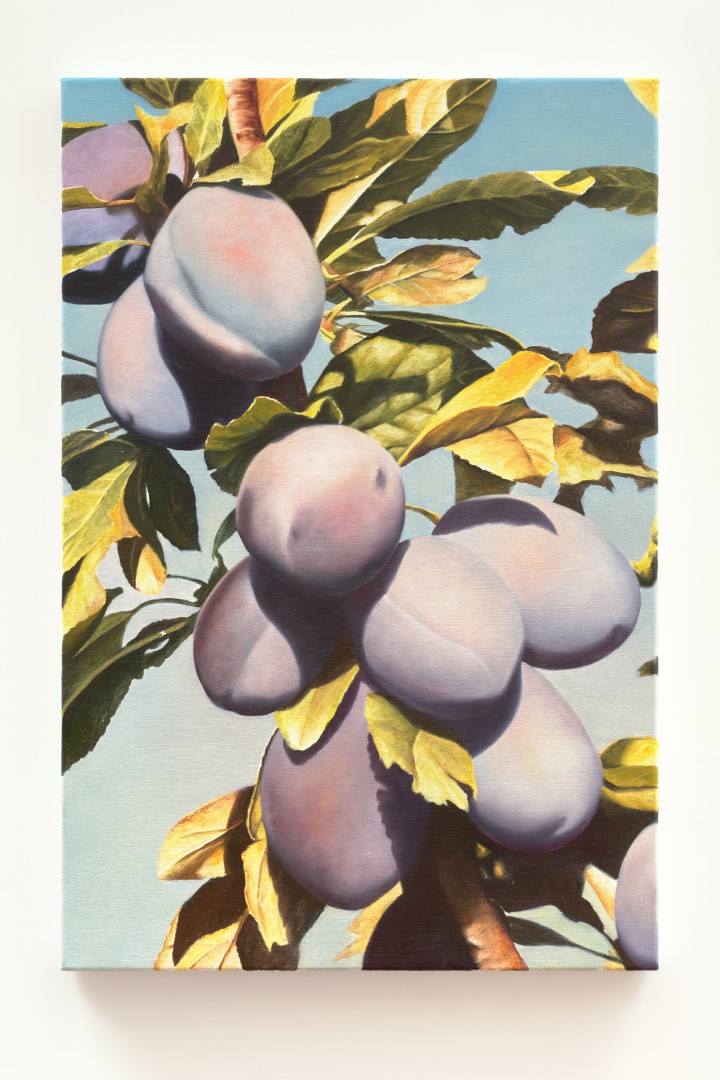 Majula Plums (2024), 60 x 40 cm, oil on linen (private collection)